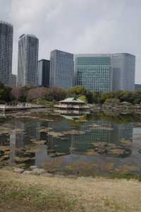 【東京】菜の花畑｜浜離宮恩賜庭園