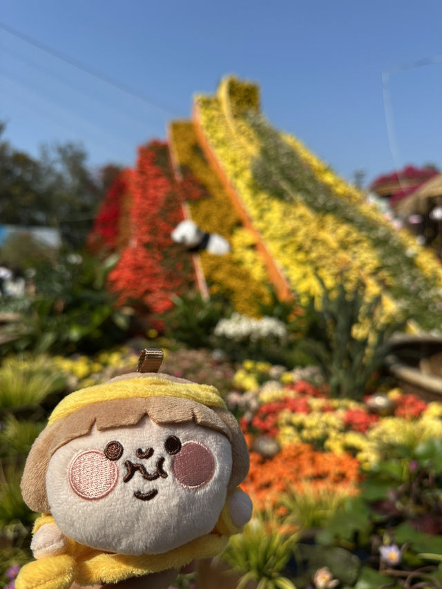 百花齊放的香港花卉展覽2025🥰😘😍💐🌺🪻🌸🌻🌞