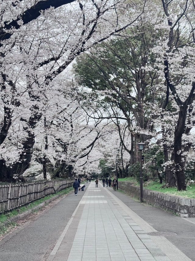 나고야 여행 중인 사람이 올려주는 미라이타워 벚꽃여행