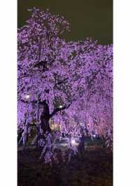 일본은 벚꽃왕국이에요🌸(일본 벚꽃명소)