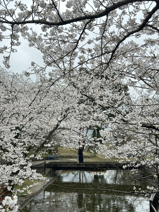 日本香川縣-賞櫻秘境「伊勢朝日山本宮」美到仙境