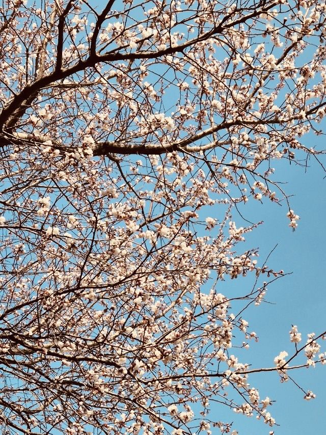 Pink Archway by the Water: Anyangcheon's Stunning Blossom Stroll
