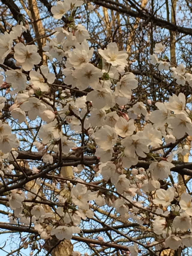 우리동네 노을 + 벚꽃 명소 🌸🧡