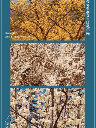 Golden Hues of Spring: Sansuyu Village's Unique Floral Welcome Beckons