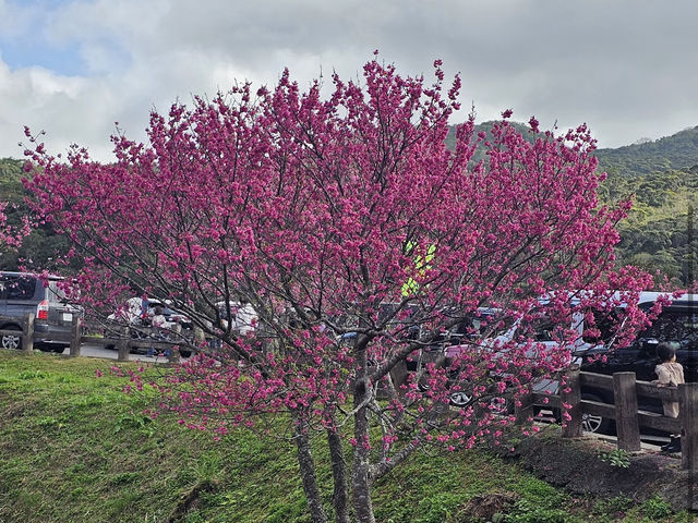 八重岳（Mount Yaedake）