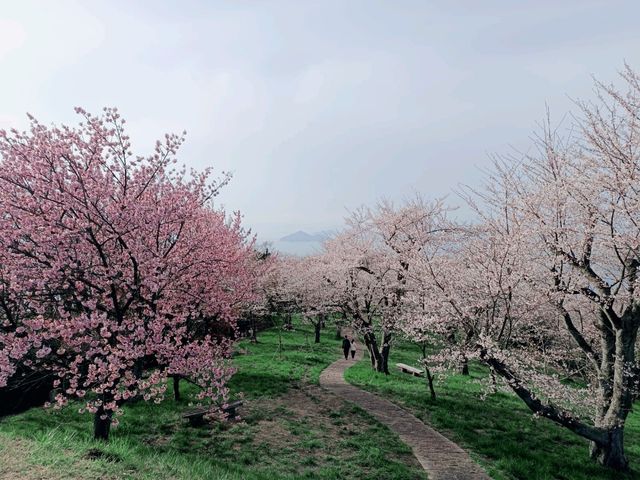 四國賞櫻之旅：紫雲出山山頂園地