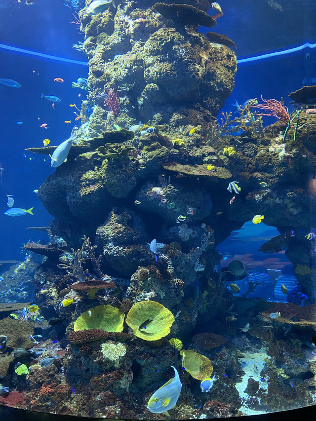 新加坡🇸🇬全球最大水族館之一🐠🪼