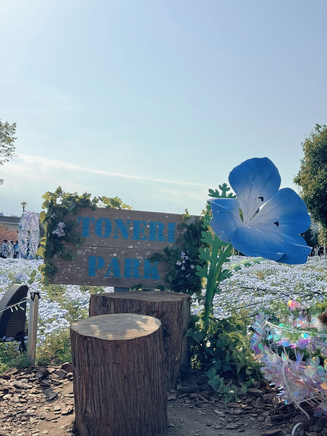 【東京】いま絶対に行きたい!!ネモフィラと桜のコラボ絶景