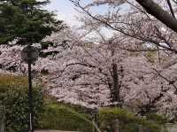 Sakurayama