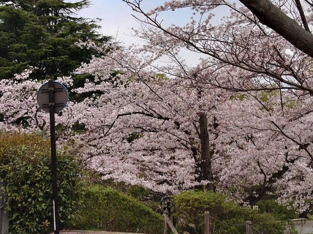 Sakurayama