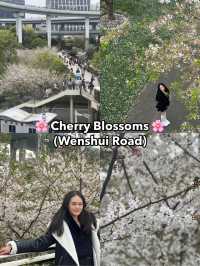 🌸 Cherry Blossom in Shanghai 🇨🇳