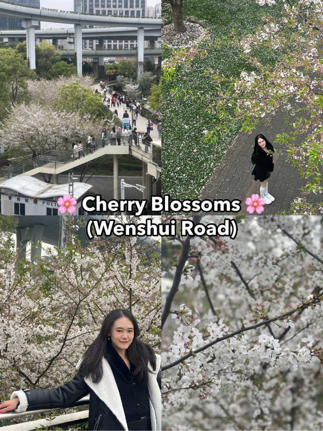 🌸 Cherry Blossom in Shanghai 🇨🇳