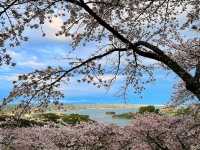 櫻花、海洋、松樹交織的絕景：仙台松島-西行戾之松公園