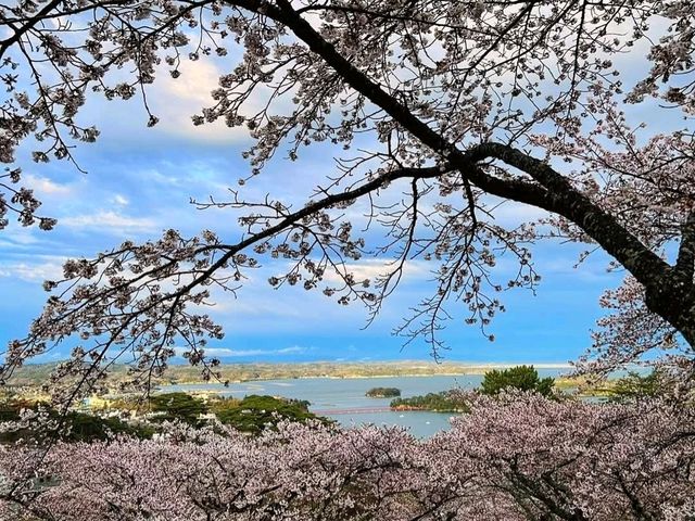 櫻花、海洋、松樹交織的絕景：仙台松島-西行戾之松公園