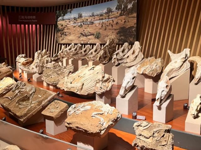 Shanghai Natural History Museum – A Journey Through Earth’s Wonders