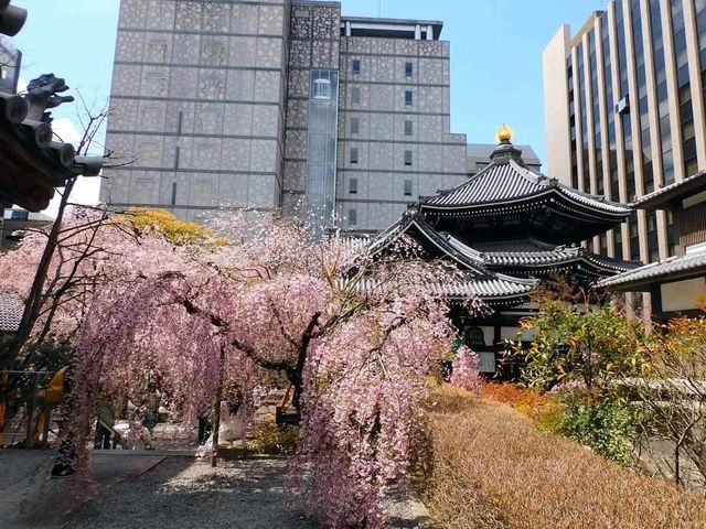 被高樓大廈包圍的賞櫻名勝---六角堂