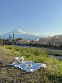 Chill life in Shizuoka: A spring stroll under Mt. Fuji’s cherry blossoms