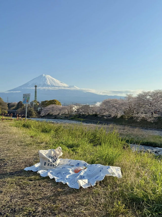 Chill life in Shizuoka: A spring stroll under Mt. Fuji’s cherry blossoms