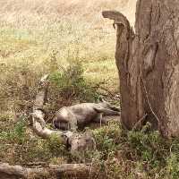 塞倫蓋提國家公園 Serengeti National Park｜一生必訪的野生動物天堂