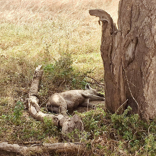 塞倫蓋提國家公園 Serengeti National Park｜一生必訪的野生動物天堂
