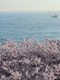 Coastal Sakura & Café Vibes: A Perfect Spring Day in Busan’s Yeongdo-gu! 