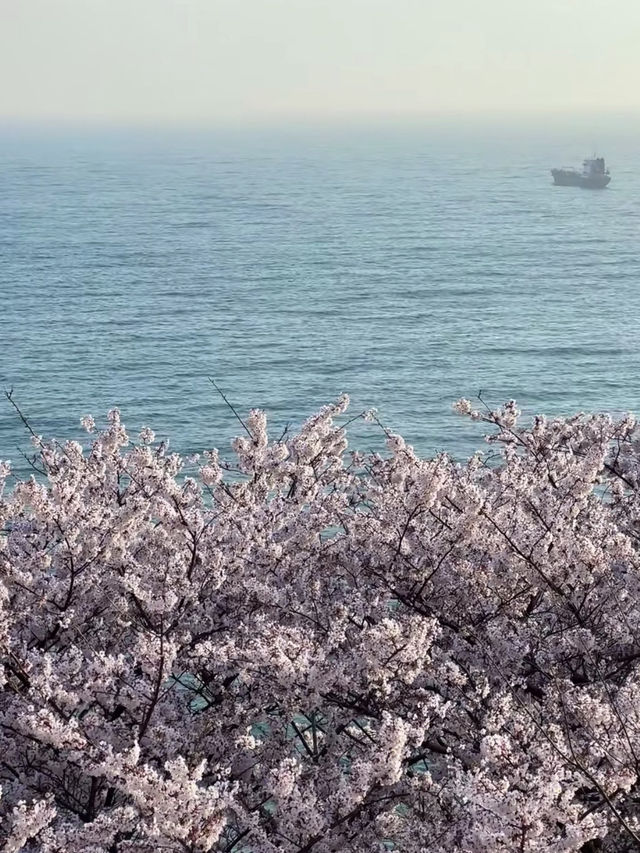 Coastal Sakura & Café Vibes: A Perfect Spring Day in Busan’s Yeongdo-gu! 