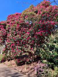 Royal Botanical Gardens, Kew,