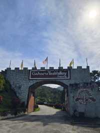 Gaharu Tea Valley Gopeng: A Serene Agarwood Sanctuary in Perak