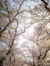 Seiwari-zutsumi Cherry Blossoms– Kyoto's 1.4KM Sakura River Fortress