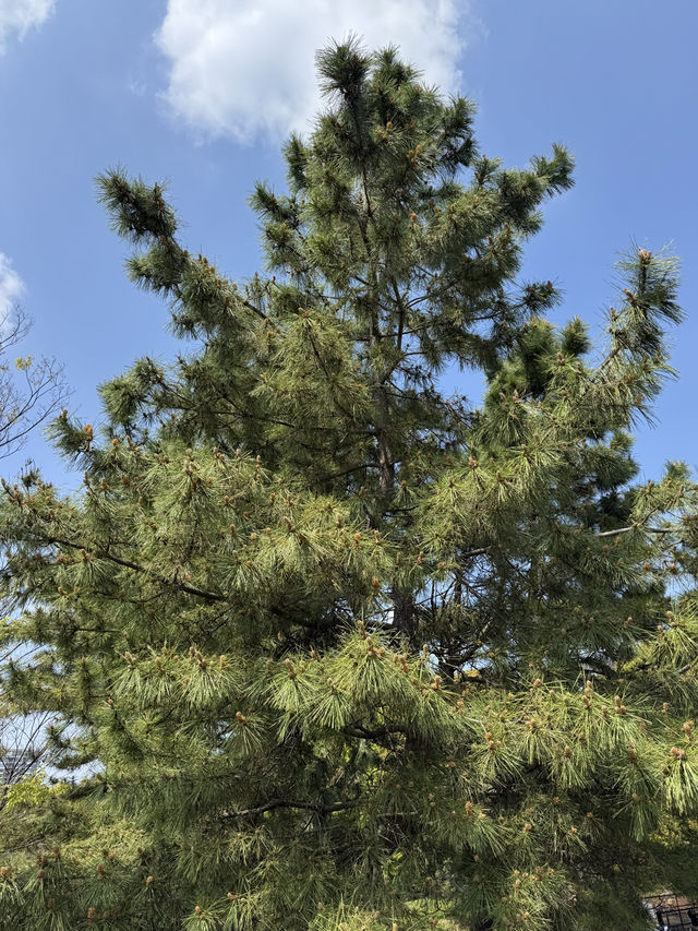 東京｜日比谷和代代木公園一日遊