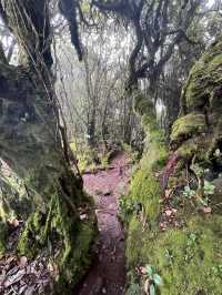 Mossy Forest , Cameron Highland มาเลเซีย