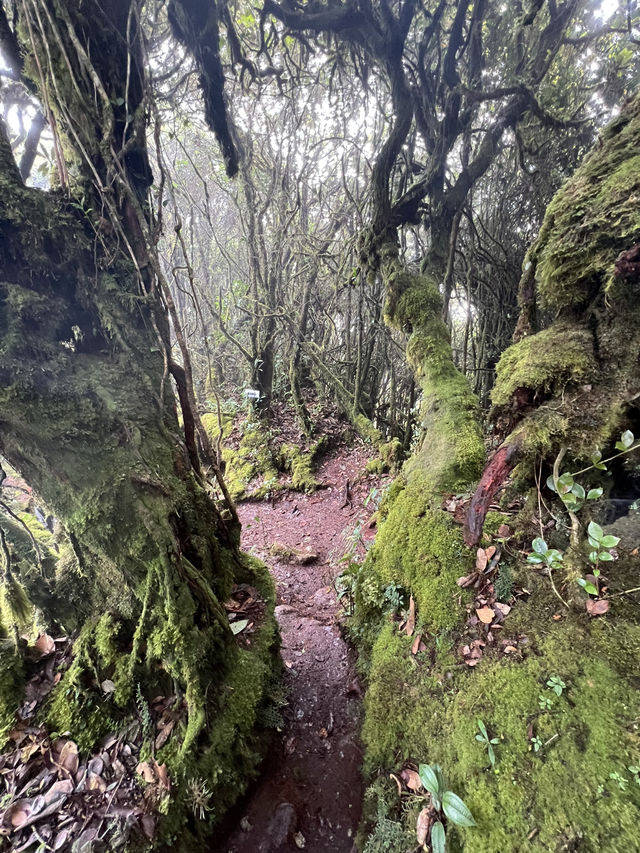Mossy Forest , Cameron Highland มาเลเซีย