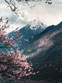 Tibet Nyingchi | Snow-capped Mountains and Peach Blossoms Together 🌸🏔️
