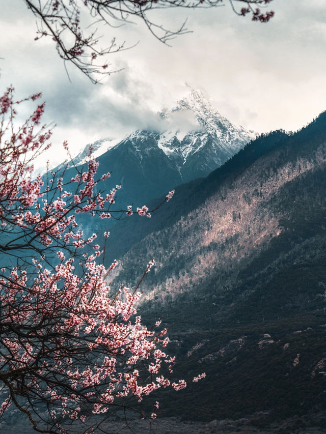 Tibet Nyingchi | Snow-capped Mountains and Peach Blossoms Together 🌸🏔️