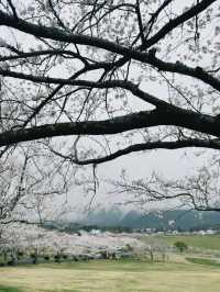 Blossoms and Bovine: Springtime at Takachiho Farm