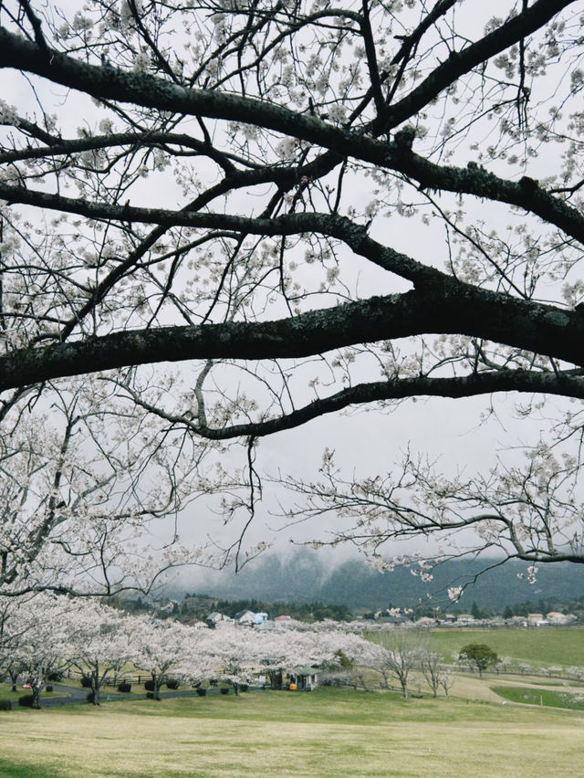 Blossoms and Bovine: Springtime at Takachiho Farm