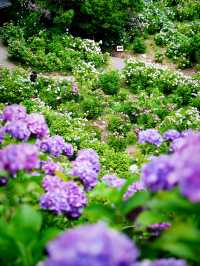 【千葉】1万株以上の紫陽花 メディアにもとりあげられる大人気紫陽花スポット！