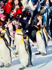【北海道】旭山動物園：冬日限定超萌企鵝巡遊
