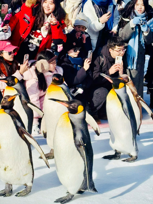 【北海道】旭山動物園：冬日限定超萌企鵝巡遊