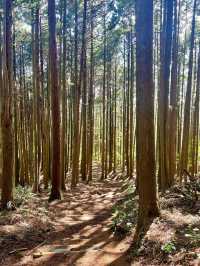 【高尾山】都心から電車で行ける高尾山⛰️