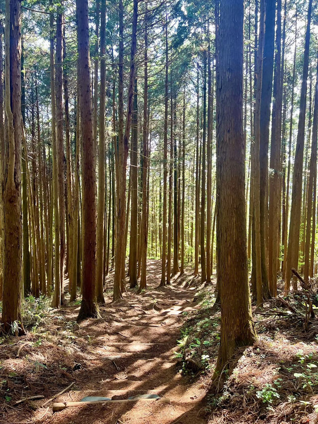 【高尾山】都心から電車で行ける高尾山⛰️
