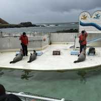 小樽旅行✈️おたる水族館🦭🐧🐬