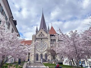 Cherry Blossoms in Lausanne, Switzerland