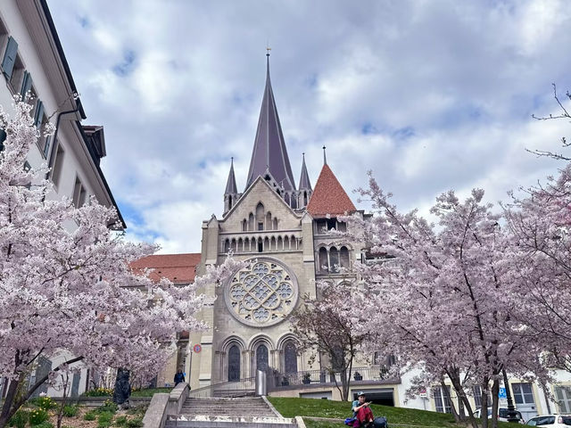 Cherry Blossoms in Lausanne, Switzerland