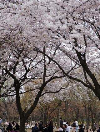 Seoul’s cherry blossoms have suddenly exploded overnight!