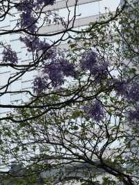 香港｜太古廣場｜紫花風鈴木偽櫻花