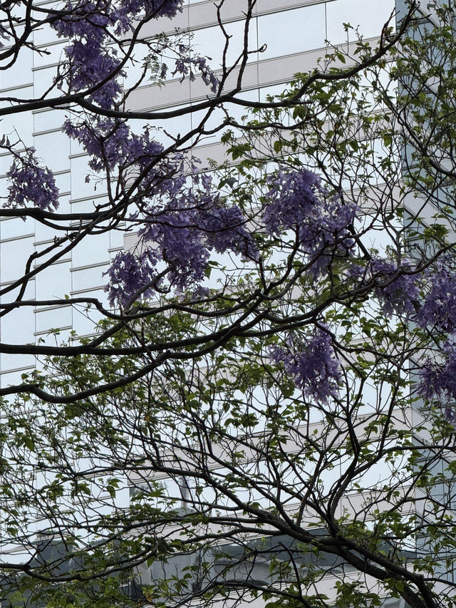 香港｜太古廣場｜紫花風鈴木偽櫻花