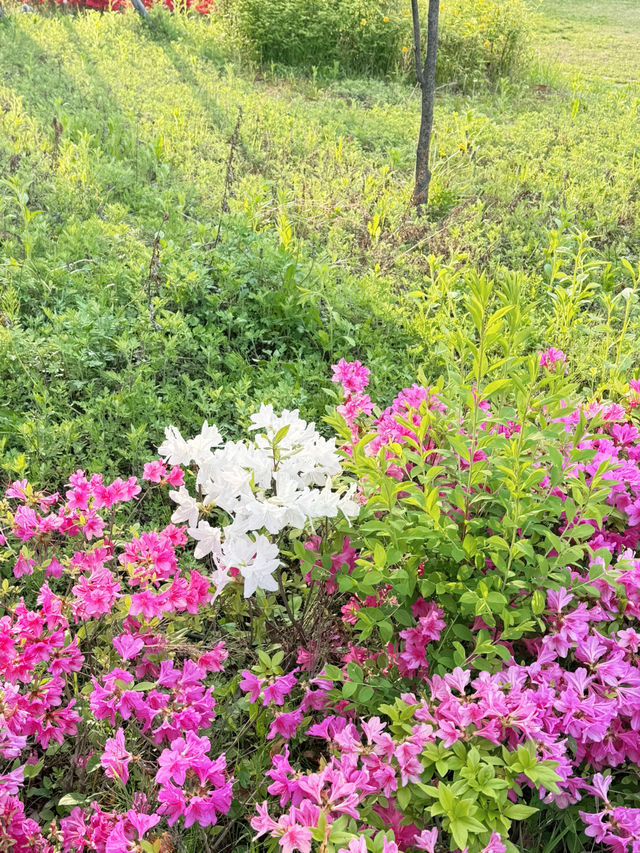 봄에는 꽃놀이를 즐겨보세요!!😆😆