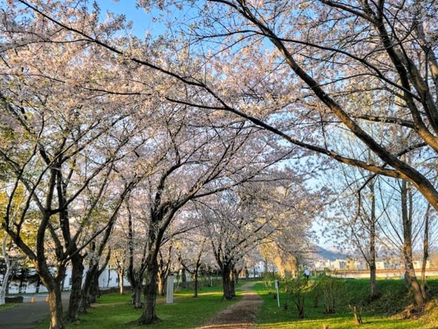 騎單車賞櫻花---札幌新川十字街公園