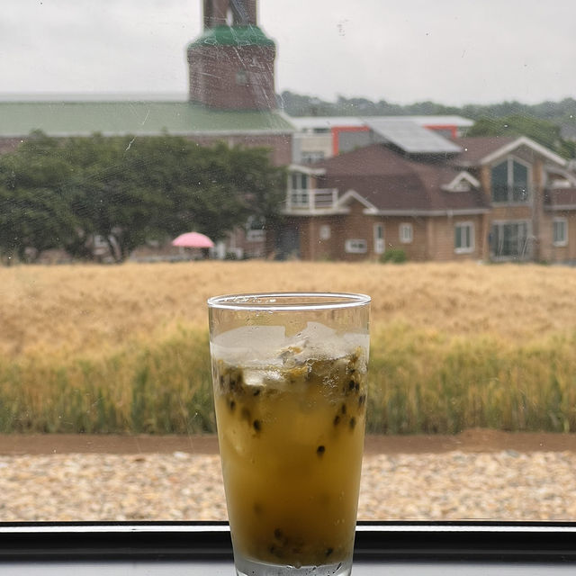 청보리밭 카페는 여기로 가세요 ☘️